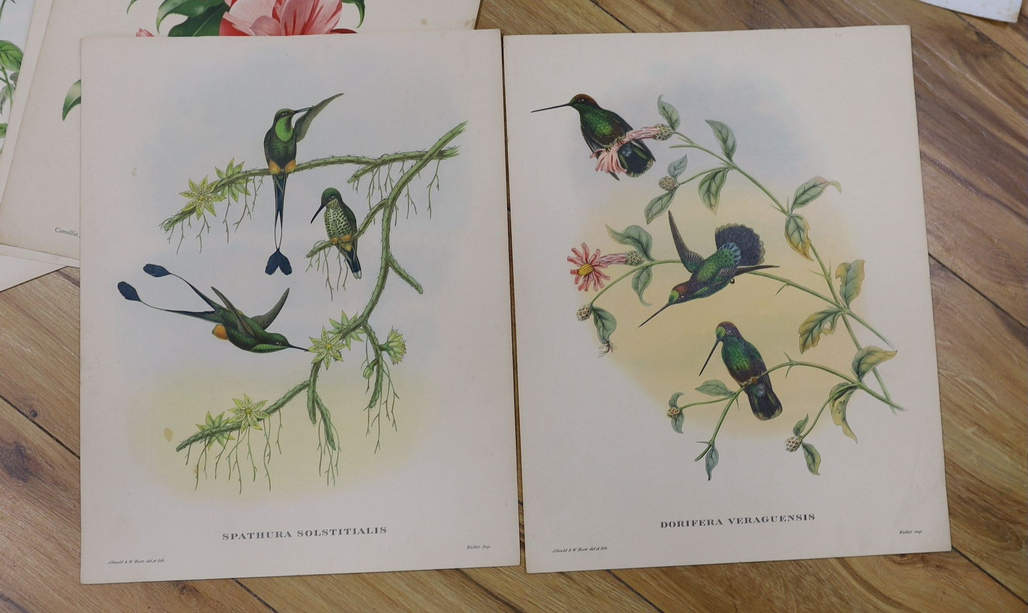Seven unframed ornithological prints after Gould and Richter, 38 x 30cm and two Chinese watercolours on silk, 30 x 36cm, all unframed